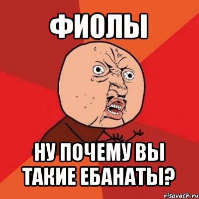 фиолы ну почему вы такие ебанаты?, Мем Почему