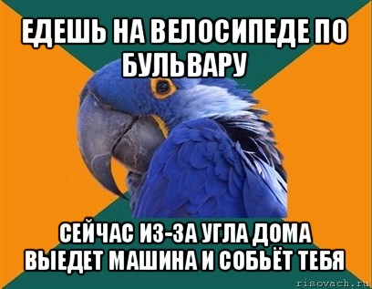 едешь на велосипеде по бульвару сейчас из-за угла дома выедет машина и собьёт тебя, Мем Попугай параноик