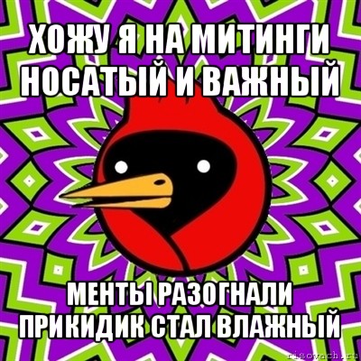 хожу я на митинги носатый и важный менты разогнали прикидик стал влажный, Мем Омская птица