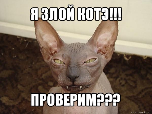 я злой котэ!!! проверим???, Мем  Злой котик