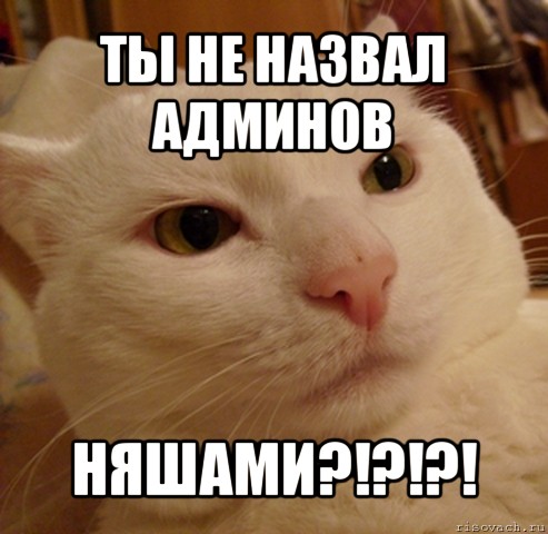 ты не назвал админов няшами?!?!?!, Мем Дерзкий котэ