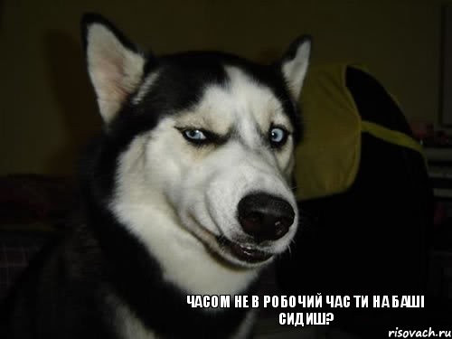 Часом не в робочий час ти на баші сидиш?, Комикс  Собака подозревака