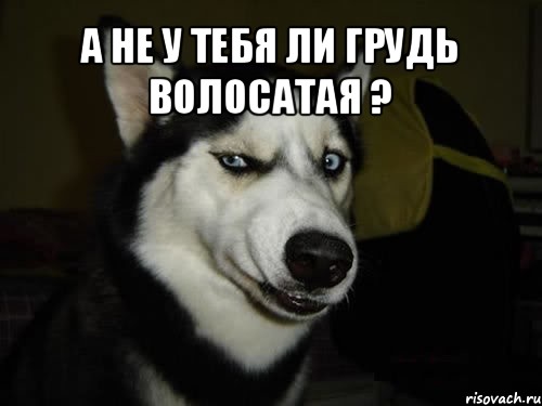 А не у тебя ли грудь волосатая ? , Комикс  Собака подозревака