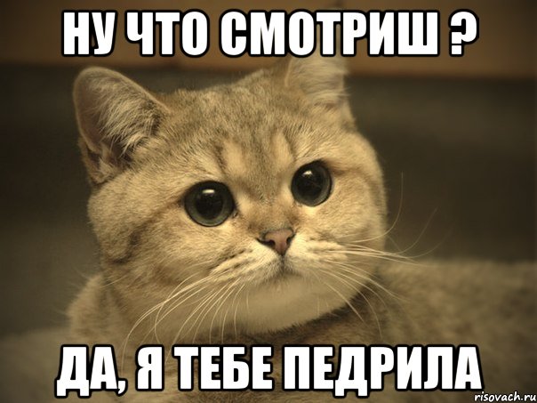 ну что смотриш ? да, я тебе педрила