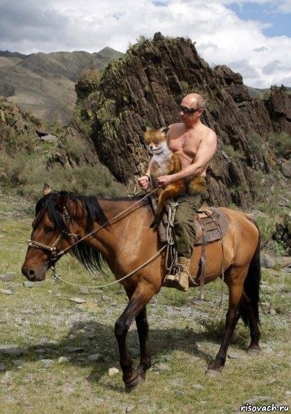 Путин везет упоротую лису, упоротая лиса - Упоротая лиса, лис наркоман, чучело лисы, таксидермия, bad taxidermy fox