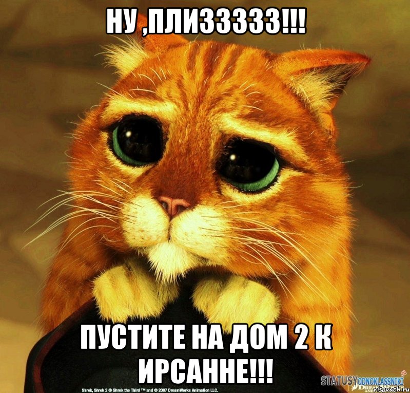 ну ,плиззззз!!! пустите на дом 2 к ирсанне!!!, Мем Котик из Шрека