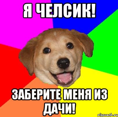 я челсик! заберите меня из дачи!, Мем Advice Dog