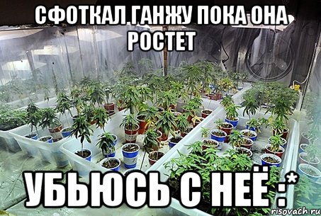 сфоткал ганжу пока она ростет убьюсь с неё :*, Мем ganja