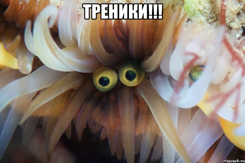 треники!!! , Мем ГЛАЗА