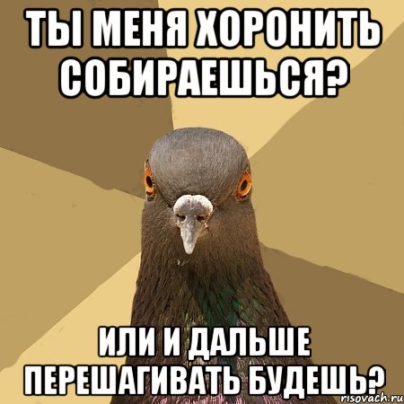 ты меня хоронить собираешься? или и дальше перешагивать будешь?, Мем голубь