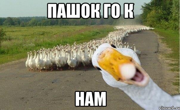 пашок го к нам