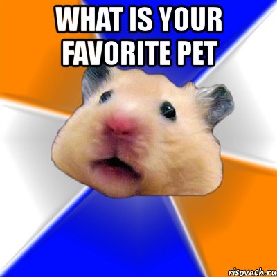 what is your favorite pet , Мем Хомяк