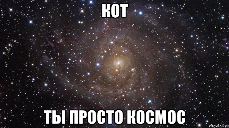 кот ты просто космос