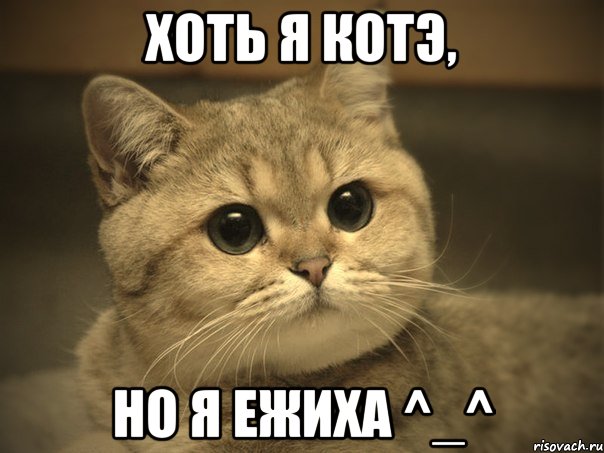 хоть я котэ, но я ежиха ^_^