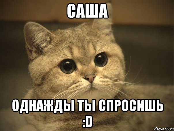 саша однажды ты спросишь :d, Мем Пидрила ебаная котик