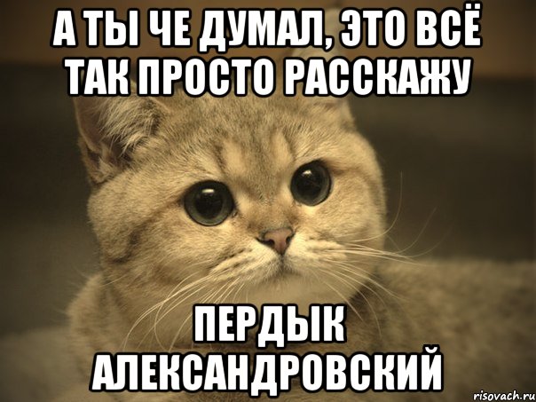 а ты че думал, это всё так просто расскажу пердык александровский, Мем Пидрила ебаная котик