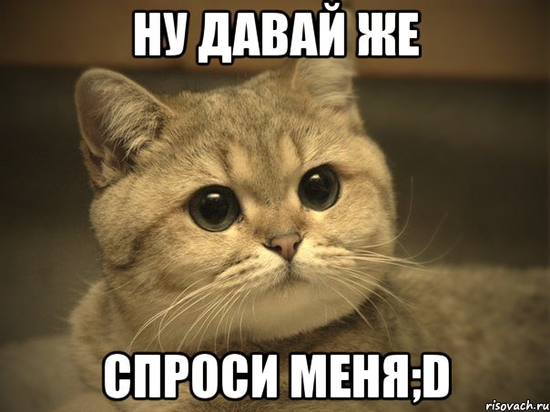 ну давай же спроси меня;d, Мем Пидрила ебаная котик