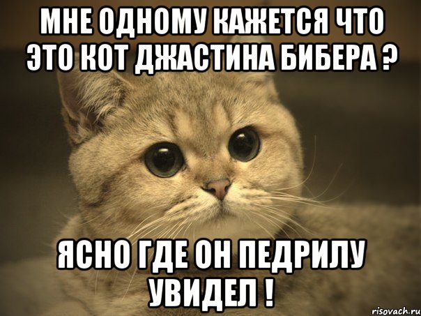 мне одному кажется что это кот джастина бибера ? ясно где он педрилу увидел !