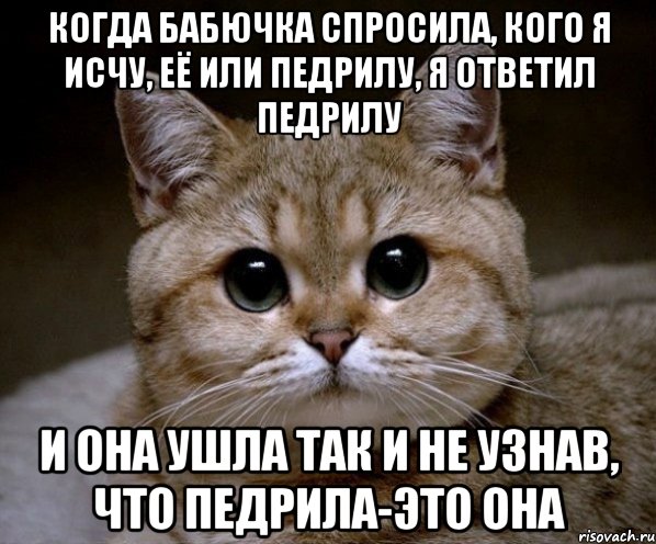 когда бабючка спросила, кого я исчу, её или педрилу, я ответил педрилу и она ушла так и не узнав, что педрила-это она, Мем Пидрила Ебаная