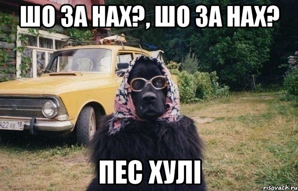 шо за нах?, шо за нах? пес хулі