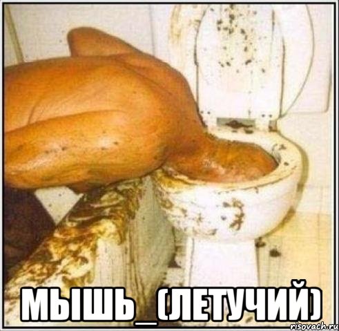  мышь_(летучий), Мем Дайвер