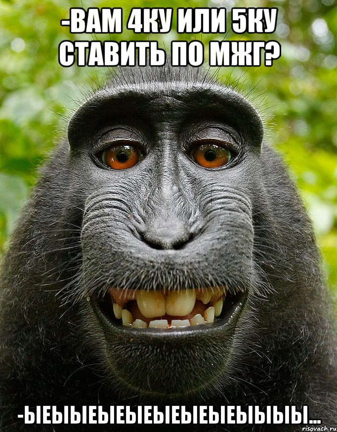 -вам 4ку или 5ку ставить по мжг? -ыеыыеыеыеыеыеыеыыыы..., Мем  Довольная обезьяна