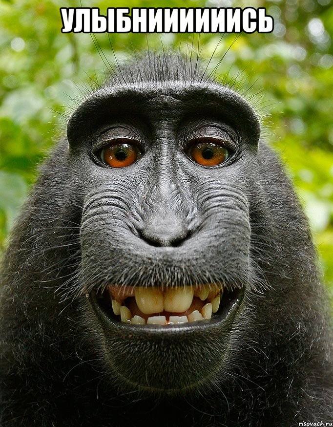 улыбниииииись , Мем  Довольная обезьяна