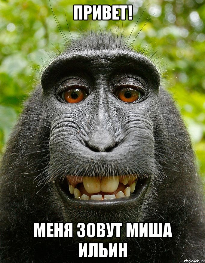 привет! меня зовут миша ильин, Мем  Довольная обезьяна