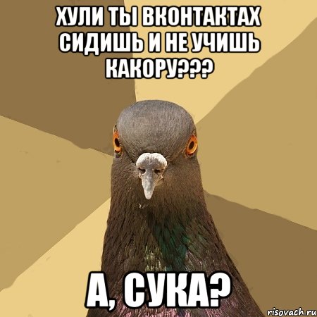 хули ты вконтактах сидишь и не учишь какору??? а, сука?, Мем голубь