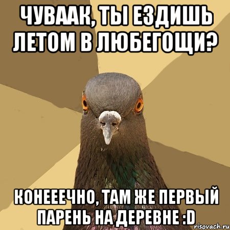 чуваак, ты ездишь летом в любегощи? конееечно, там же первый парень на деревне :d, Мем голубь