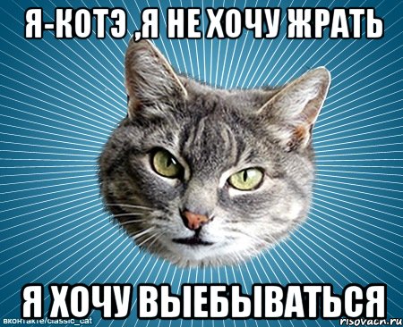 я-котэ ,я не хочу жрать я хочу выебываться