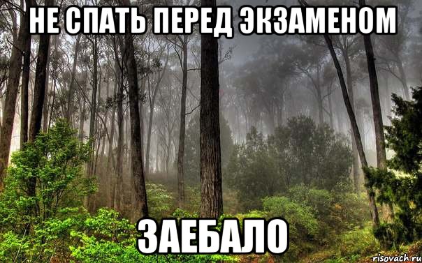 не спать перед экзаменом заебало, Мем лес