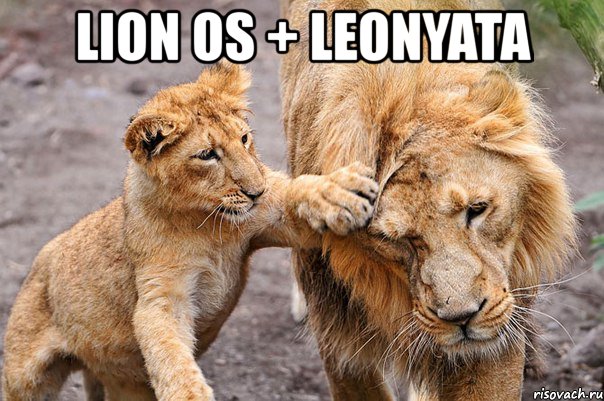 lion os + leonyata , Мем Не печалься