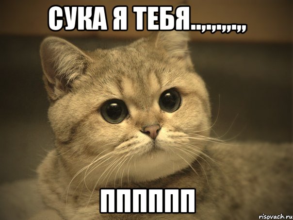 сука я тебя..,.,.,,.,, пппппп, Мем Пидрила ебаная котик