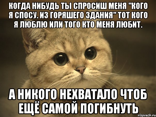 когда нибудь ты спросиш меня "кого я спосу. из горяшего здания" тот кого я люблю или того кто меня любит. а никого нехватало чтоб ещё самой погибнуть, Мем Пидрила ебаная котик