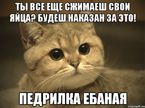 ты все еще сжимаеш свои яйца? будеш наказан за это! педрилка ебаная, Мем Пидрила ебаная котик