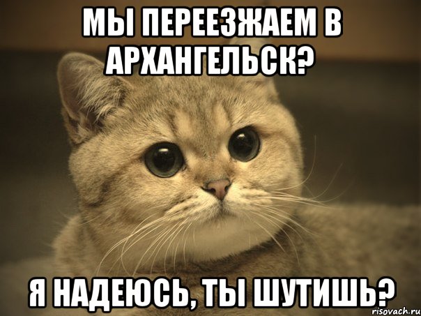 мы переезжаем в архангельск? я надеюсь, ты шутишь?, Мем Пидрила ебаная котик