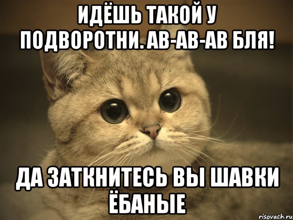 идёшь такой у подворотни. ав-ав-ав бля! да заткнитесь вы шавки ёбаные, Мем Пидрила ебаная котик