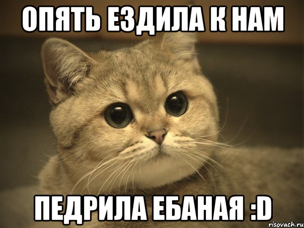 опять ездила к нам педрила ебаная :d, Мем Пидрила ебаная котик