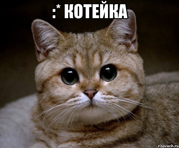 :* котейка 