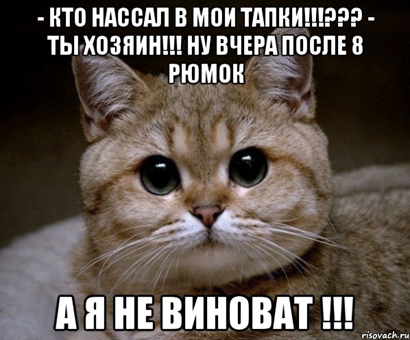 - кто нассал в мои тапки!!!??? - ты хозяин!!! ну вчера после 8 рюмок а я не виноват !!!, Мем Пидрила Ебаная