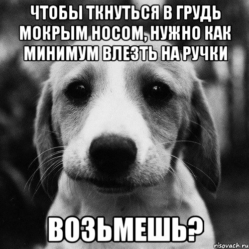 чтобы ткнуться в грудь мокрым носом, нужно как минимум влезть на ручки возьмешь?, Мем собачьи глазки