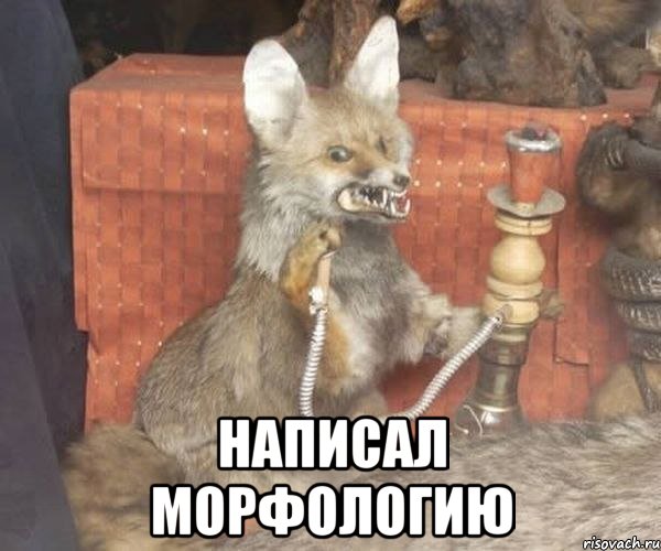  написал морфологию