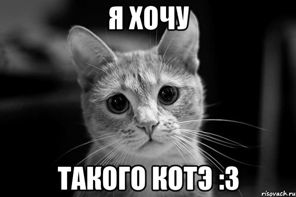 я хочу такого котэ :3, Мем Авм