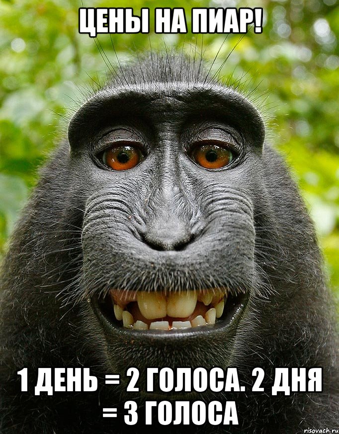 цены на пиар! 1 день = 2 голоса. 2 дня = 3 голоса, Мем  Довольная обезьяна