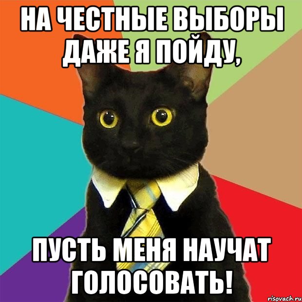 на честные выборы даже я пойду, пусть меня научат голосовать!, Мем  Кошечка