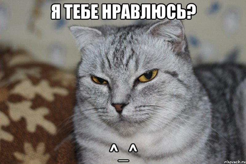 я тебе нравлюсь? ^_^, Мем котейка подозрева