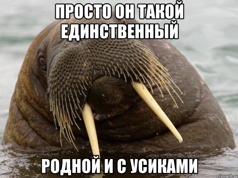 просто он такой единственный родной и с усиками, Мем морж