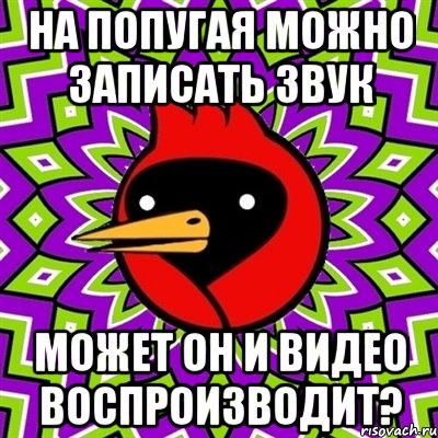 на попугая можно записать звук может он и видео воспроизводит?, Мем Омская птица