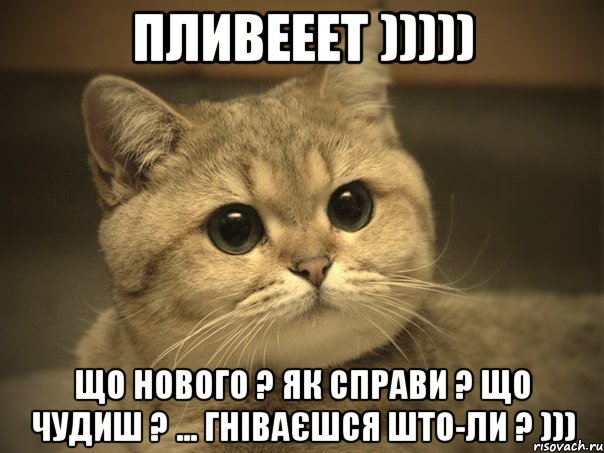 пливeeeт ))))) що нового ? як справи ? що чудиш ? ... гніваєшся што-ли ? ))), Мем Пидрила ебаная котик